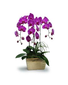 Purple Phalaenopsis orchid plant