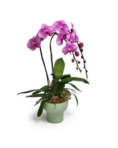 Mini Orchids 16 